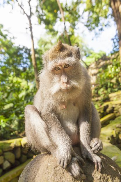 A monkey sitting on a rock in the Monkey Forest Sanctuary in Ubud, Bali.
