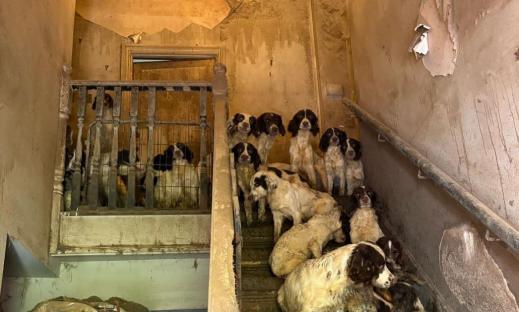 Inside ‘squalid’ house of horrors as more than EIGHTY dogs are rescued from disgusting home riddled with filth