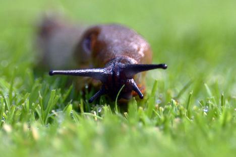 Close-up of a red slug in grass.