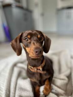 Brown dachshund puppy.