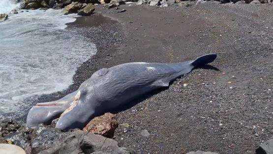Dead sperm whale washed ashore on a beach.