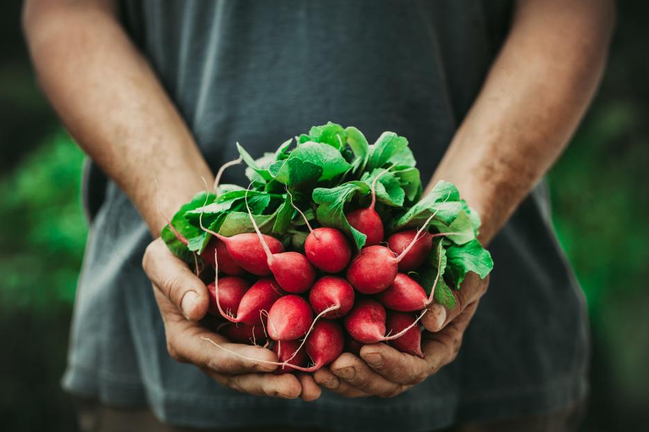 Farmer's hands holding freshly harvested radishes.