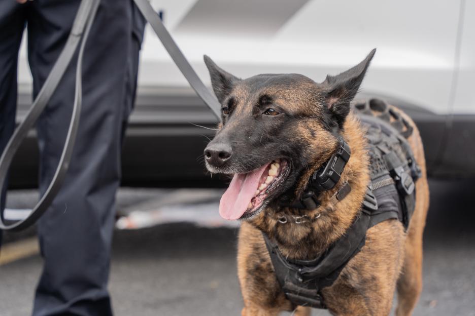 Trained Belgian Malinois police dog wearing a harness, with its tongue out and a person holding a leash next to it.