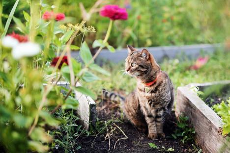 Everyday 25p item in your cupboard that’ll stop cats pooing in your garden – they hate it and won’t come back