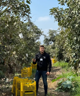 Man standing in an avocado orchard holding an avocado.