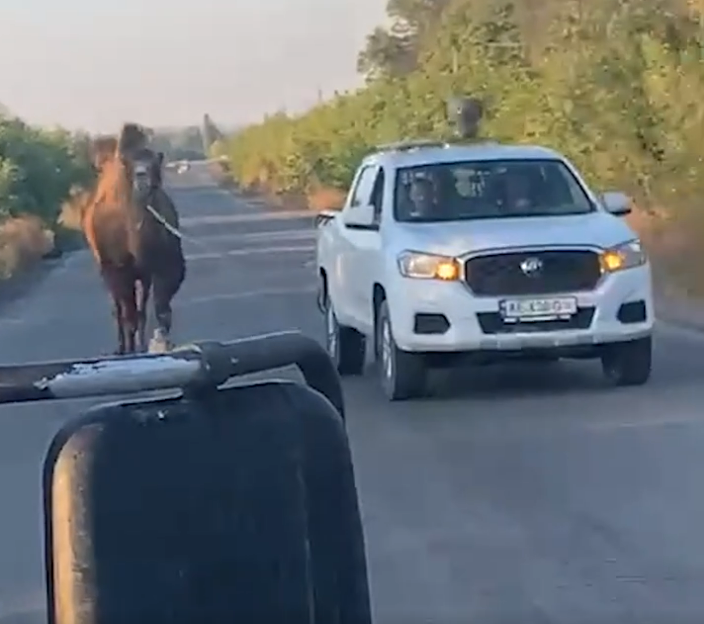 A brown horse walking on a road towards a white pickup truck.
