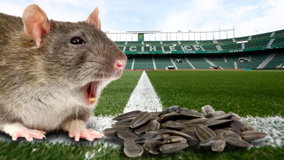 Football club ban fans from eating SUNFLOWER SEEDS to protect stadium from ruin