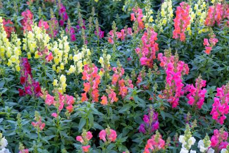 Snapdragon flowers in various colors.