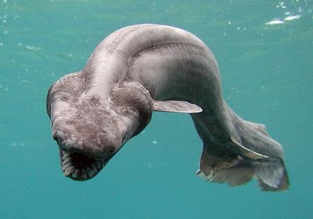 Frill shark swimming in a tank.