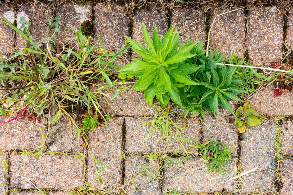 Weeds growing in cracks between pavers.
