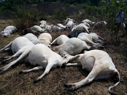 Poisoned garden eggs kill 36 cows in Plateau