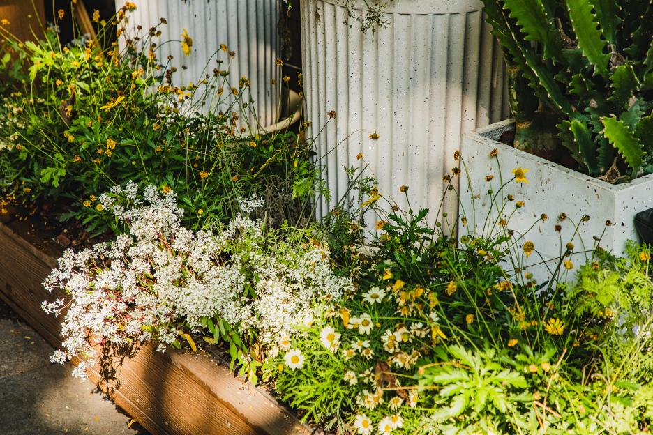 front or backyard flower garden with daisy in blossom