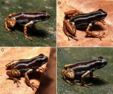 Four views of a poison dart frog.