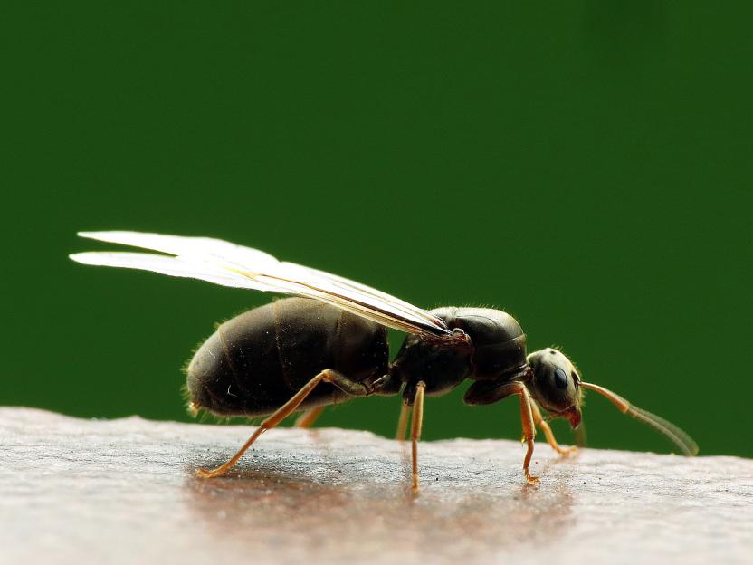 Banish flying ants from home with £5 B&M gadget this weekend – as tens of MILLIONS to take to skies in ‘massive swarm’