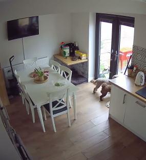 Security camera footage of a kitchen showing a shattered mug on a white table and two dogs.