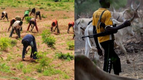 Herders/farmers clashes: Edo AFAN calls for profiling of cattle, owners