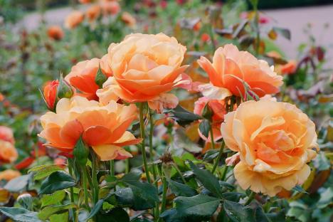 Roses will bloom and stay healthy this spring thanks to £2 Victorian-era hack – it prevents unsightly yellow spots too