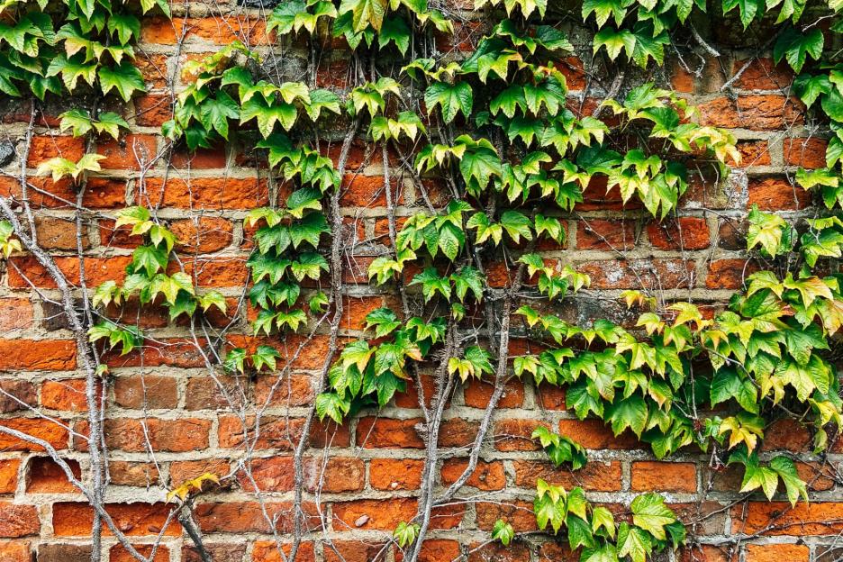 Aldi’s £1.25 kitchen staple will eliminate English ivy from your garden & stop it creeping over neighbour’s walls