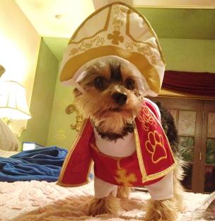 Yorkshire terrier dressed as the Pope.