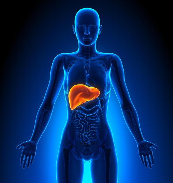 Illustration of a female liver within the human anatomy.