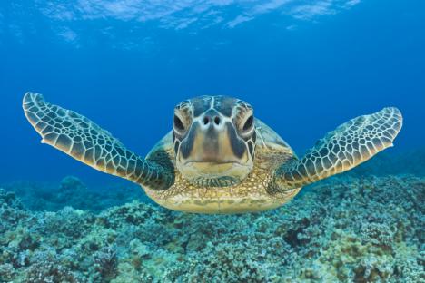 Green sea turtle swimming above a coral reef.
