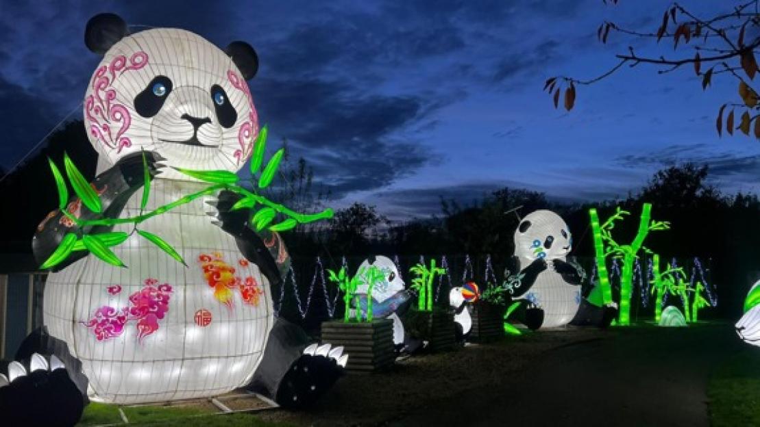 Illuminated panda lanterns at a light festival.