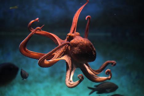 British seas being invaded by huge European octopuses devouring our crabs and lobsters