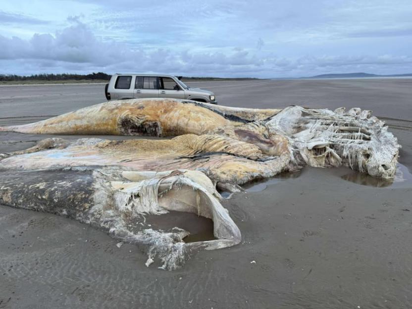 An extraordinarily large corpse of a sea animal has washed up on a Welsh beach. One visitor was left shocked on Wednesday morning to see what she believes to be the corpse of a whale washed up on the sands of Cefn Sidan Beach in Pembrey, Carmarthenshire. The large carcass was spotted on the tide attracting the attention of locals and visitors to the popular beach. Marine experts are likely to examine the whale to try to find out what caused its death. In previous cases around Wales, stranded whales have been found to be malnourished or affected by pollution such as plastic waste. Cefn Sidan is one of Waless longest beaches and is a frequent destination for walkers, families, and tourists. The arrival of the whale has caused shock in the community, but it may also provide scientists with valuable information about the health of marine life in the region.