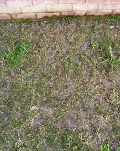 Damaged lawn at the base of a brick wall.