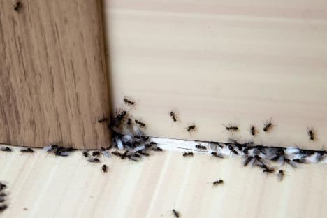 Wave goodbye to ants with a 2-ingredient hack – it costs 3p & if you don’t you may ‘have a whole colony in your kitchen’
