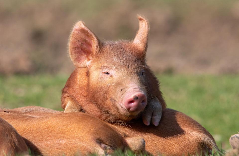 Man Thrives with Transplanted Pig Liver in Groundbreaking Medical Milestone