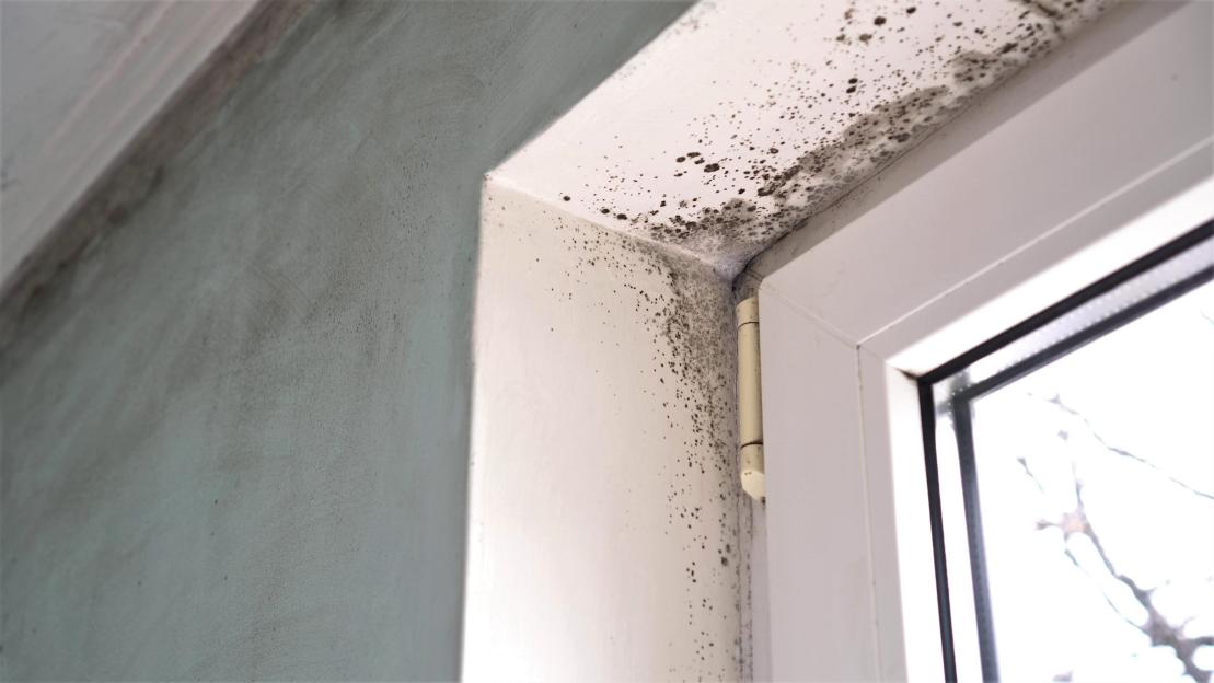 Mould growth. Mould spores thrive on moisture. Mold spores can quickly grow into colonies when exposed to water.