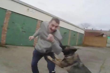 Moment police dog sinks teeth into snivelling thug  after he brutally attacked woman in street robbery