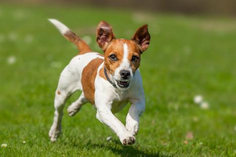 I work in a doggy daycare and would never own these 10 breeds – they’re stinky, unhealthy, fart & attack me at work 