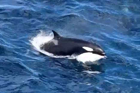 Rare vid shows orca feeding frenzy as 60 beasts hunt and kill world’s biggest animal – picking 60ft carcass to the bone