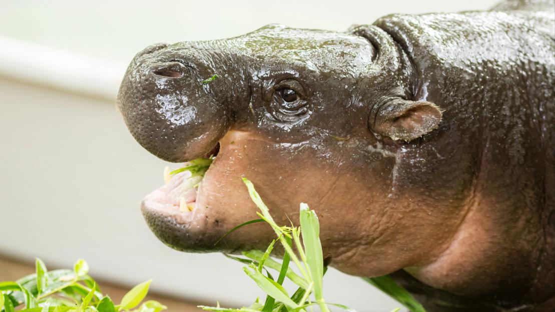 How ‘world’s cutest animal’ Moo Deng captured hearts as viral pygmy hippo celebrates first birthday with incredible gift