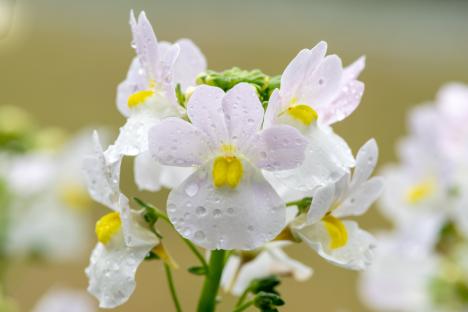 Close-up of white flowers with yellow centers, covered in water droplets.