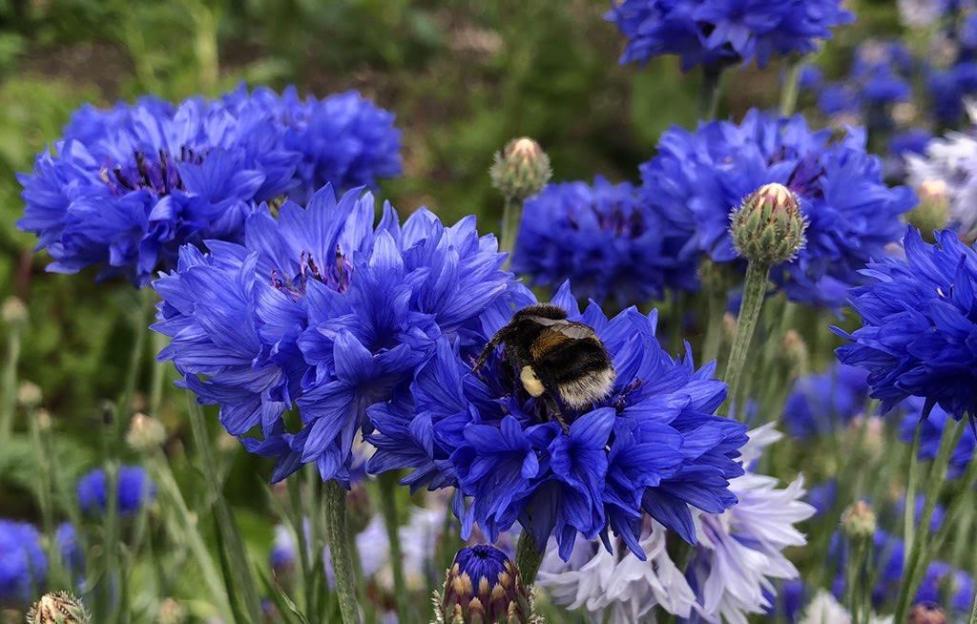 Bumblebee on blue cornflowers.