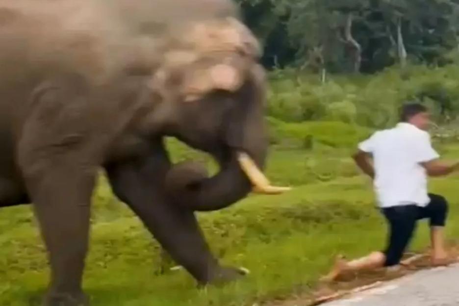 Moment bungling tourist is chased & trampled by elephant after trying to take a selfie… and landed with £200 fine