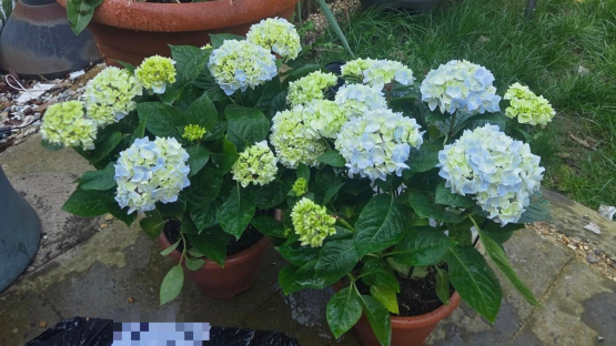 ‘Every man for himself’ cry gardeners as stunning hydrangeas scanning for just 1p in top supermarket