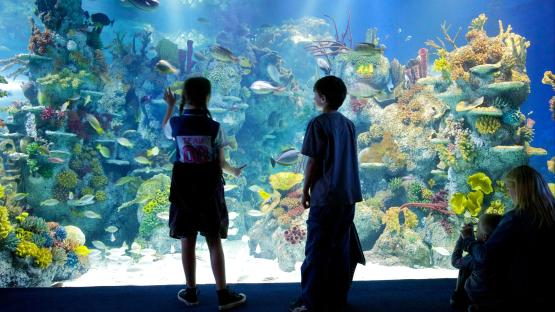 Aquarium mocked for launching woke special exhibition on ‘non-binary’ fish as part of Pride Month