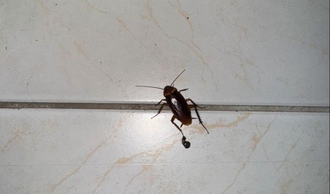 A large cockroach with a dark brown body and antennae on a light-colored tiled floor, leaving excrement.