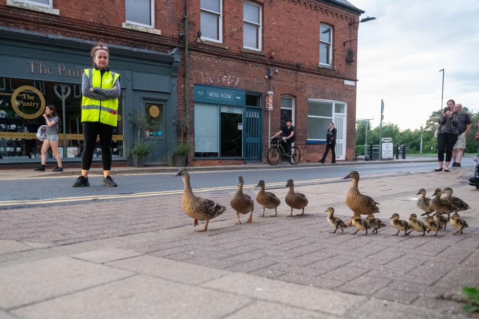 Flock of ducks get escort across busy roads to their nightly nesting spot