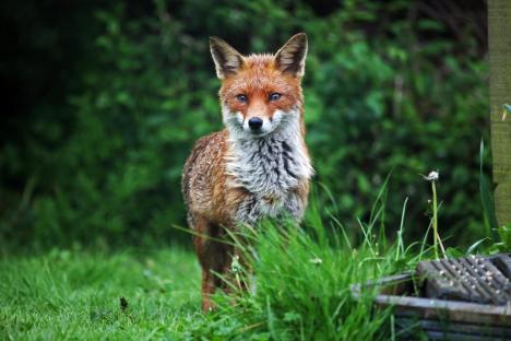 Six cheap plants that are ‘excellent barrier’ to keep foxes out of your garden & they’re a permanent solution too