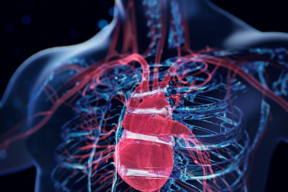 Holographic illustration of a human heart and circulatory system.
