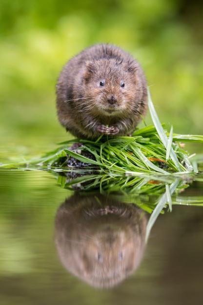 British Water Vole sitting on a rock in a river.