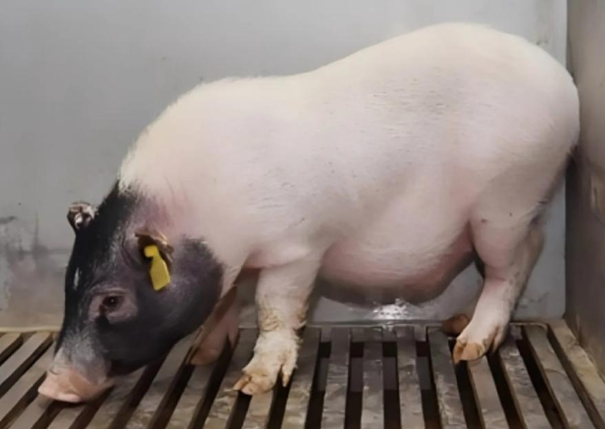 Human receives liver transplant from a PIG in world-first experiment