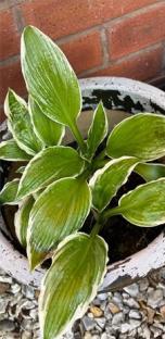 Fry Light 1 Cal Aromatic Garlic Oil cooking spray bottle and a potted plant.