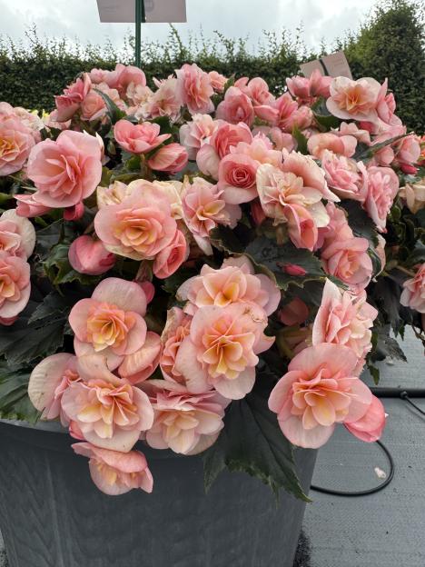 Pot of light pink begonias.