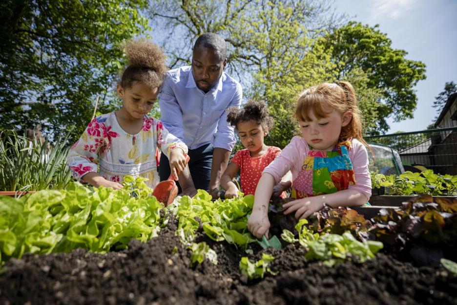 Teacher and three students planting lettuce in a school garden.
